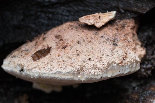 Aurantiporus alborubescens